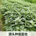 福建漳州片仔癀草（白凤菜）榨汁煮汤清香50棵/件35.8