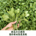 福建漳州片仔癀草（白凤菜）榨汁煮汤清香50棵/件35.8