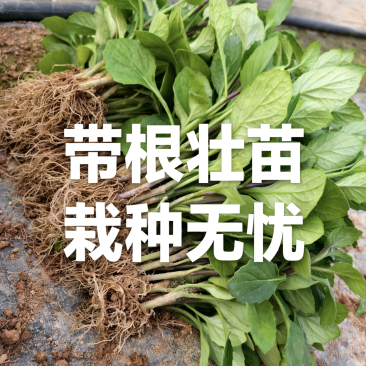 福建漳州片仔癀草（白凤菜）榨汁煮汤清香50棵/件35.8