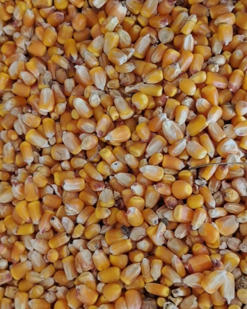 玉米粒