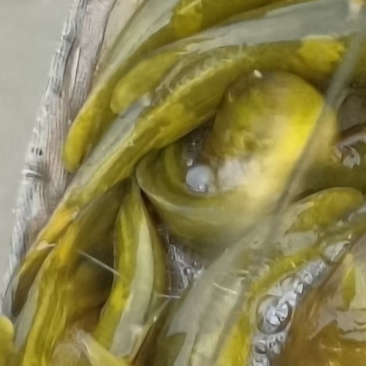 黄颡鱼