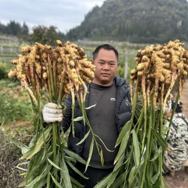 贵州二黄姜