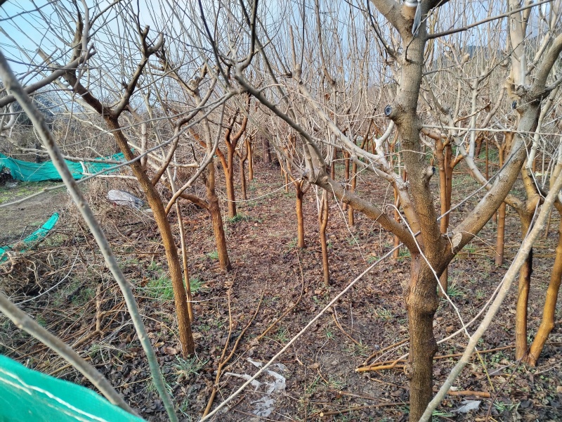 有没有收购整棵桑树的？