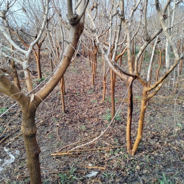 有没有收购整棵桑树的？