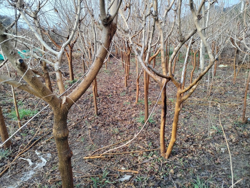 有没有收购整棵桑树的？