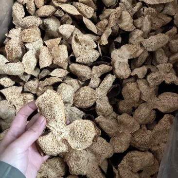 陈皮批发茶枝柑陈皮源头厂家