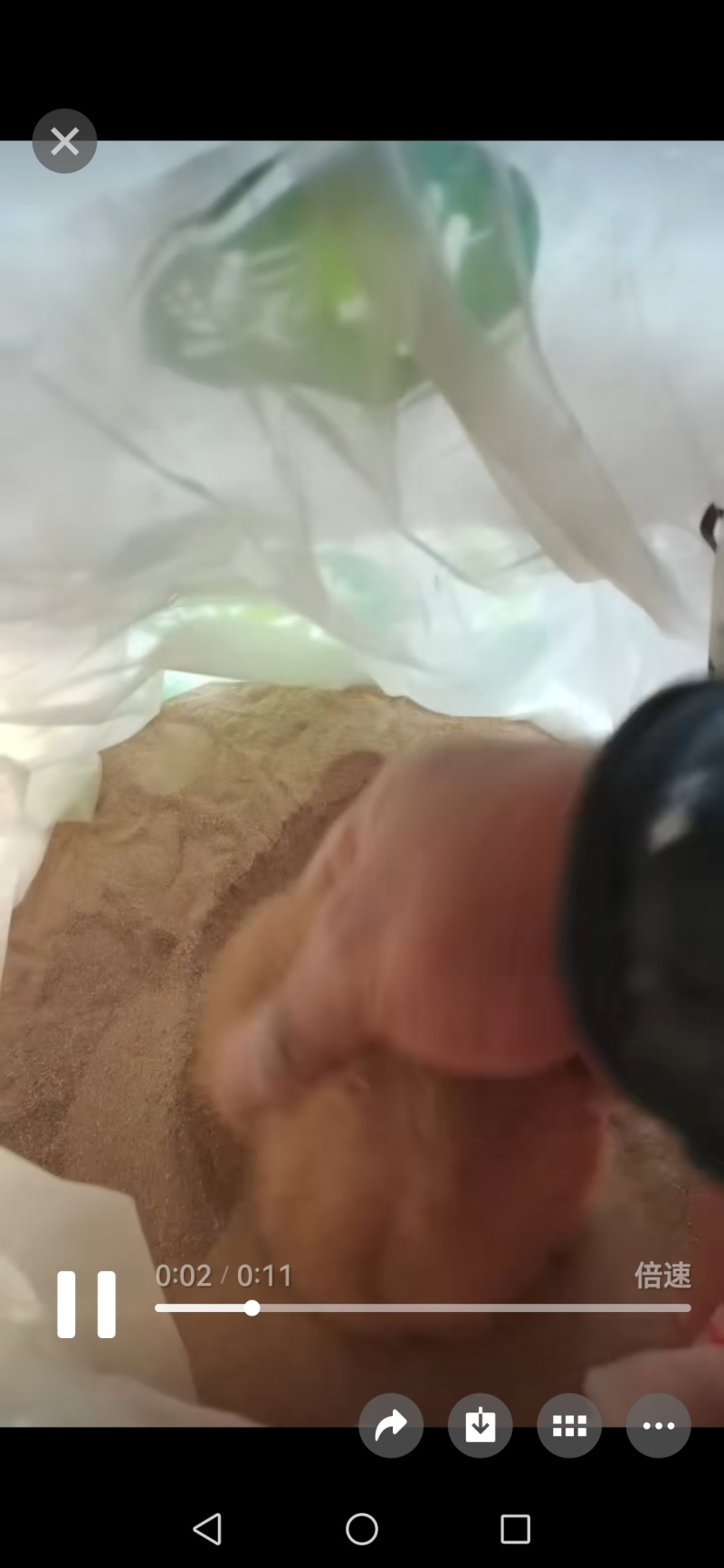红薯粉