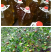 正宗野生小茶油