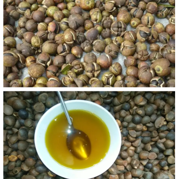 正宗野生小茶油