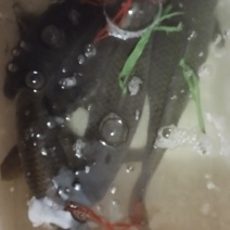 正宗河鱼。
