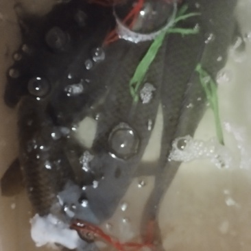 正宗河鱼。