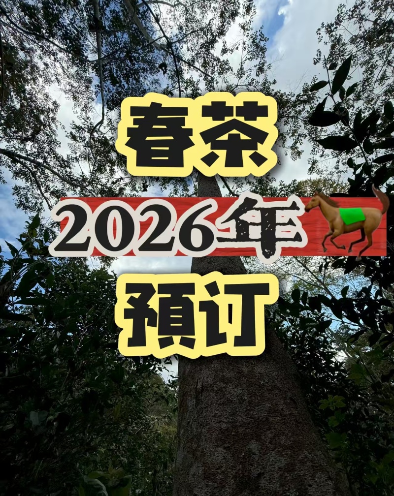 云南西双版纳源厂地普洱茶：晒青毛茶