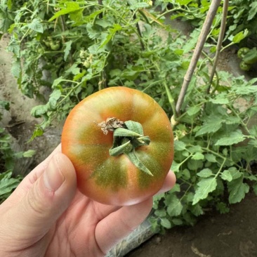 碱地铁皮西红柿