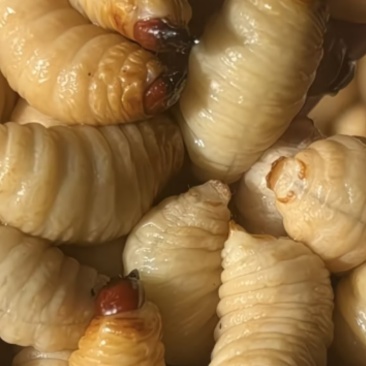 竹虫