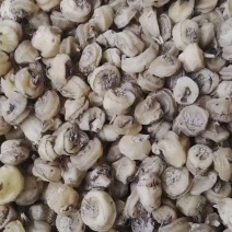 毛慈姑