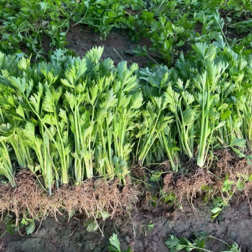 地拔芹菜苗，盘穴苗，各类蔬菜苗。