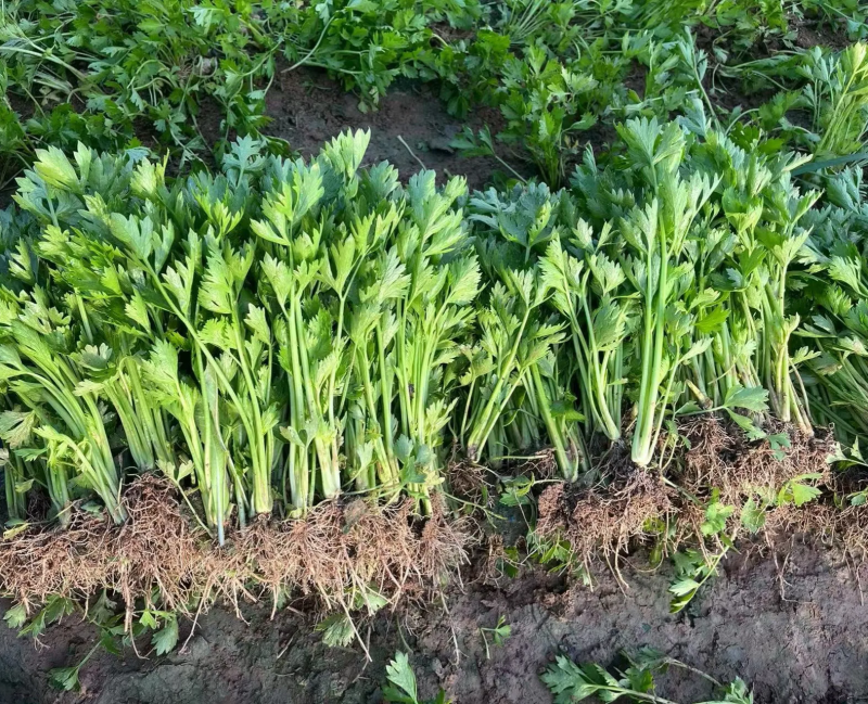 地拔芹菜苗，盘穴苗，各类蔬菜苗。