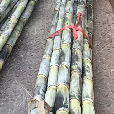 甘蔗大量批发需要赶紧联系全部都是精品