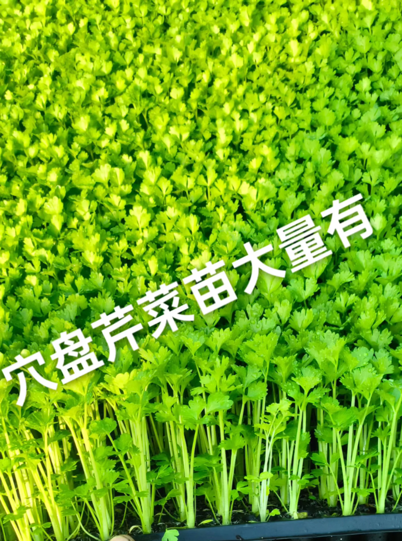 地拔芹菜苗，盘穴苗，各类蔬菜苗。