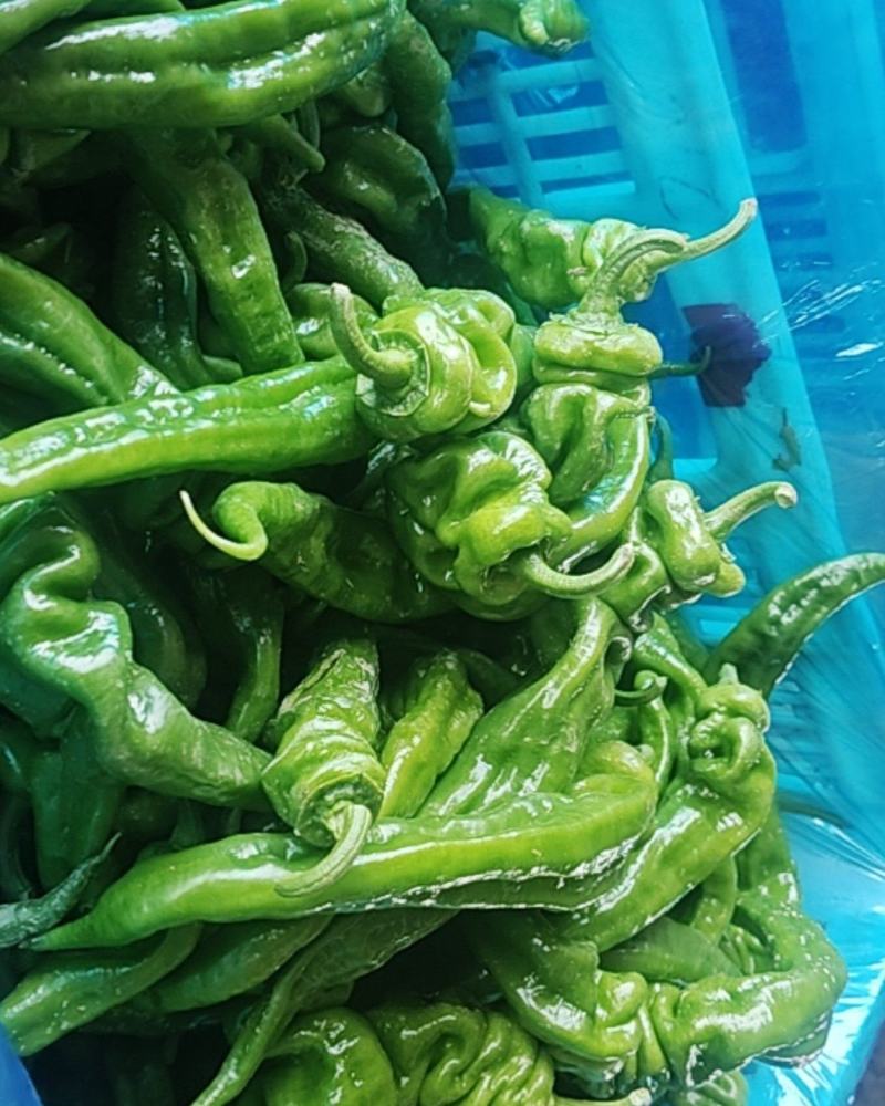 大鹏辣椒