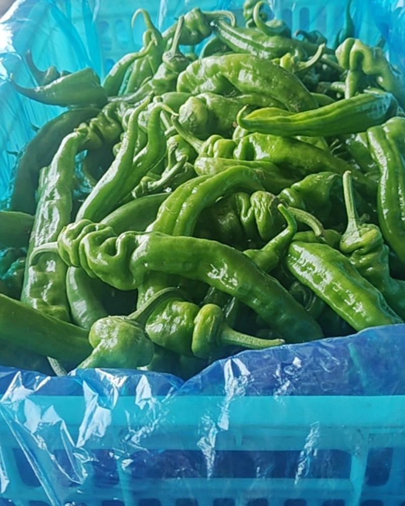 大鹏辣椒