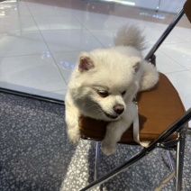 宠物狗