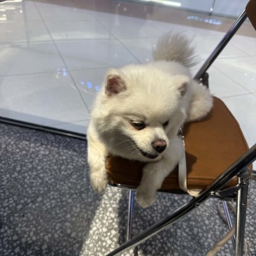 宠物狗