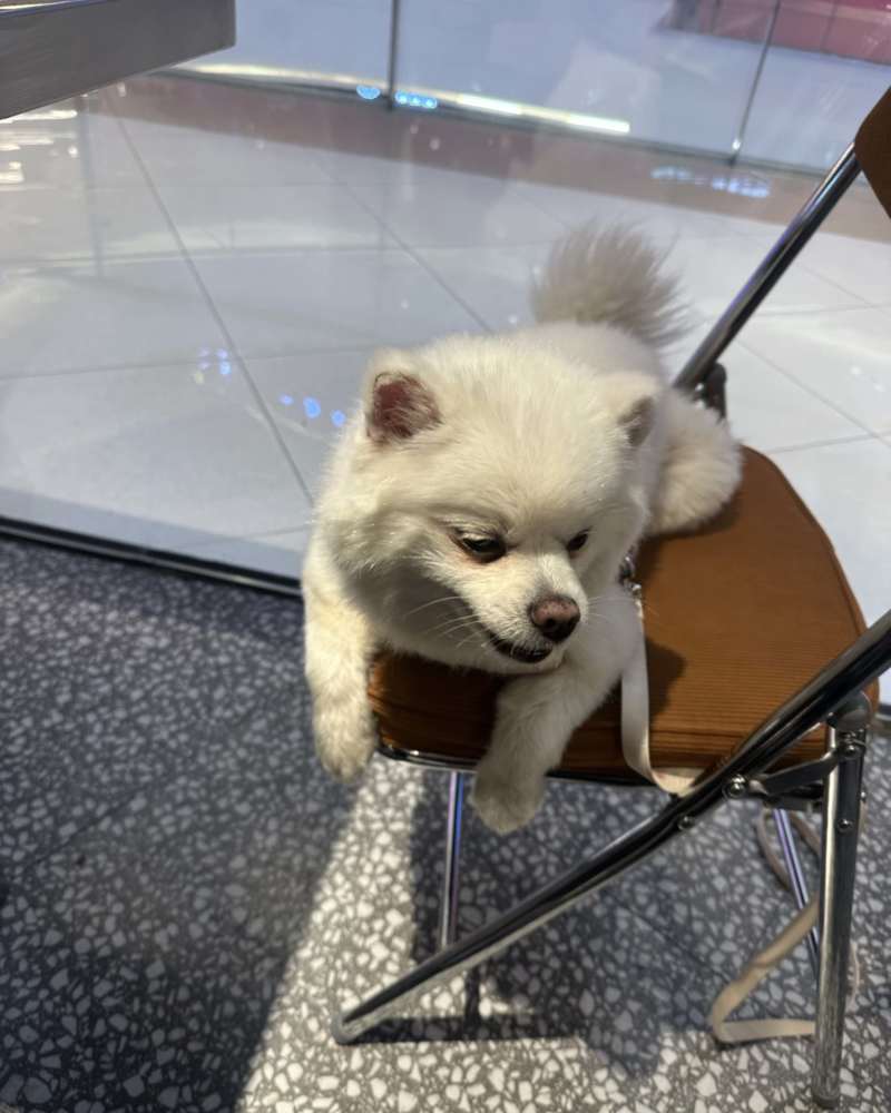 宠物狗