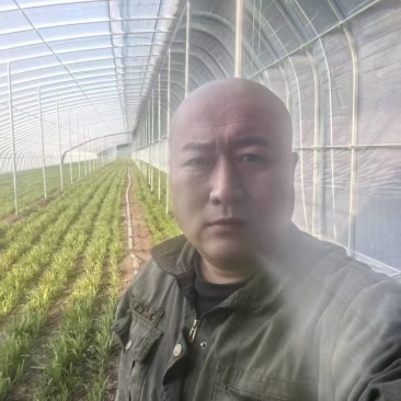 济南济阳韭菜代办，清明头刀露天韭菜大量上市，有场地有地磅有冷