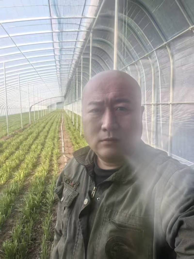 济南济阳韭菜代办，清明头刀露天韭菜大量上市，有场地有地磅有冷