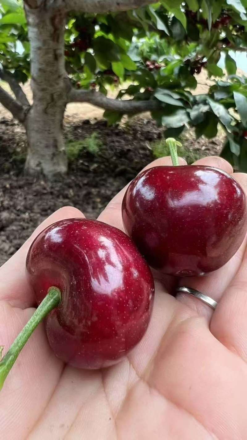 山西大樱桃