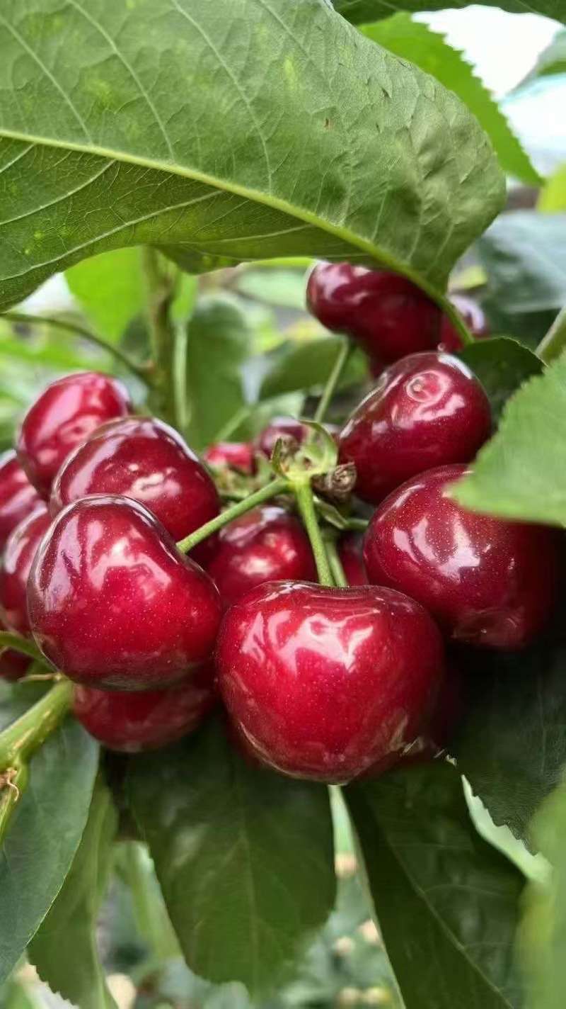 山西大樱桃