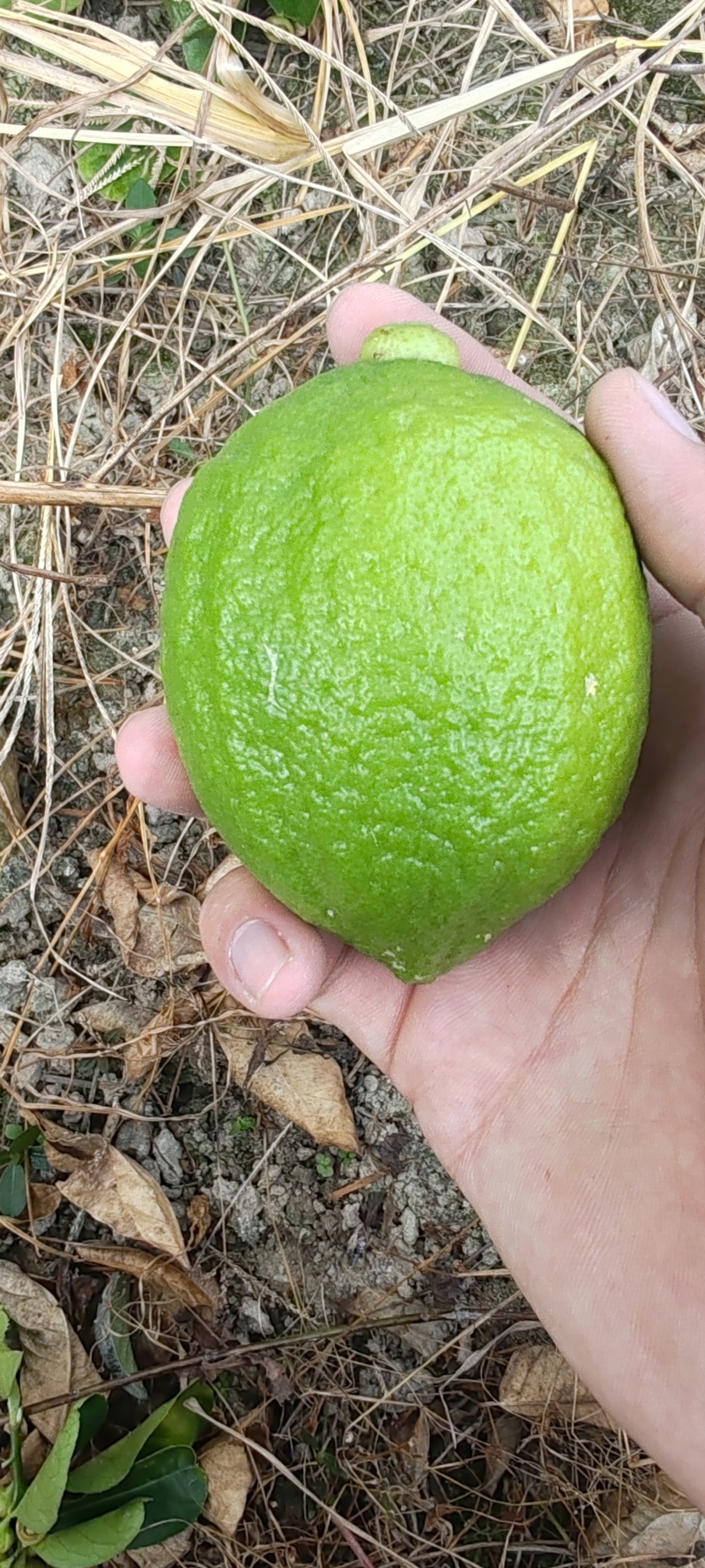 广东香水柠檬