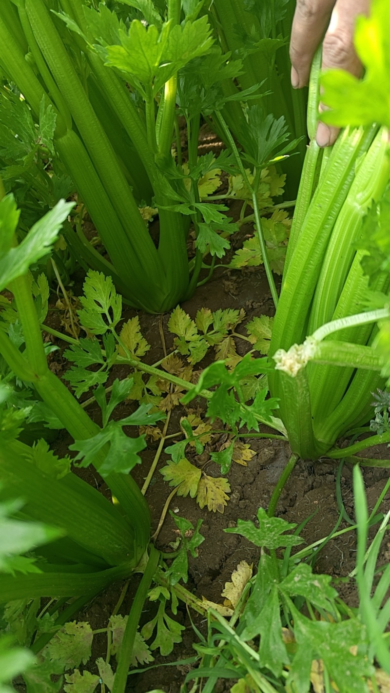 西芹