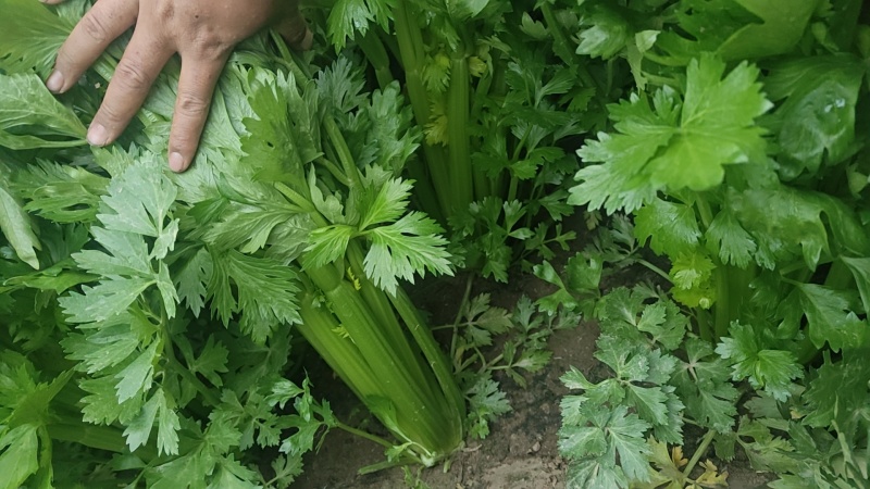 西芹