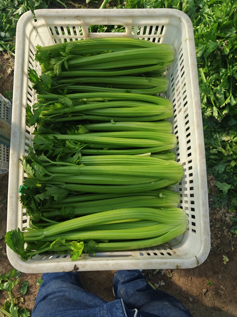 西芹