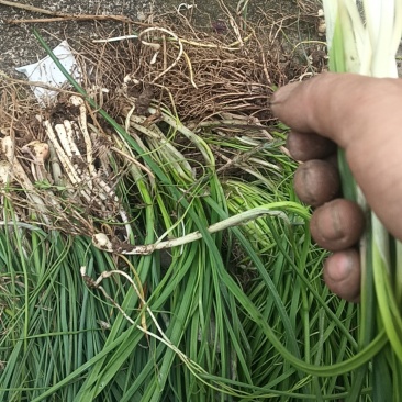绿色养生纯野菜