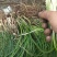 绿色养生纯野菜