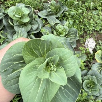 精品菜苔