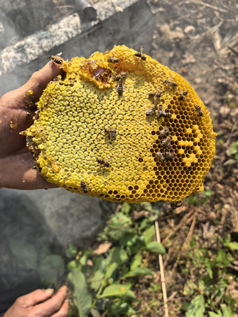 正宗冬蜜已上市，蜜香浓郁、懂的都懂。