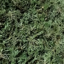 野生茵陈