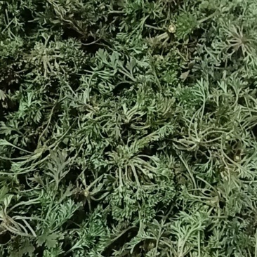 野生茵陈
