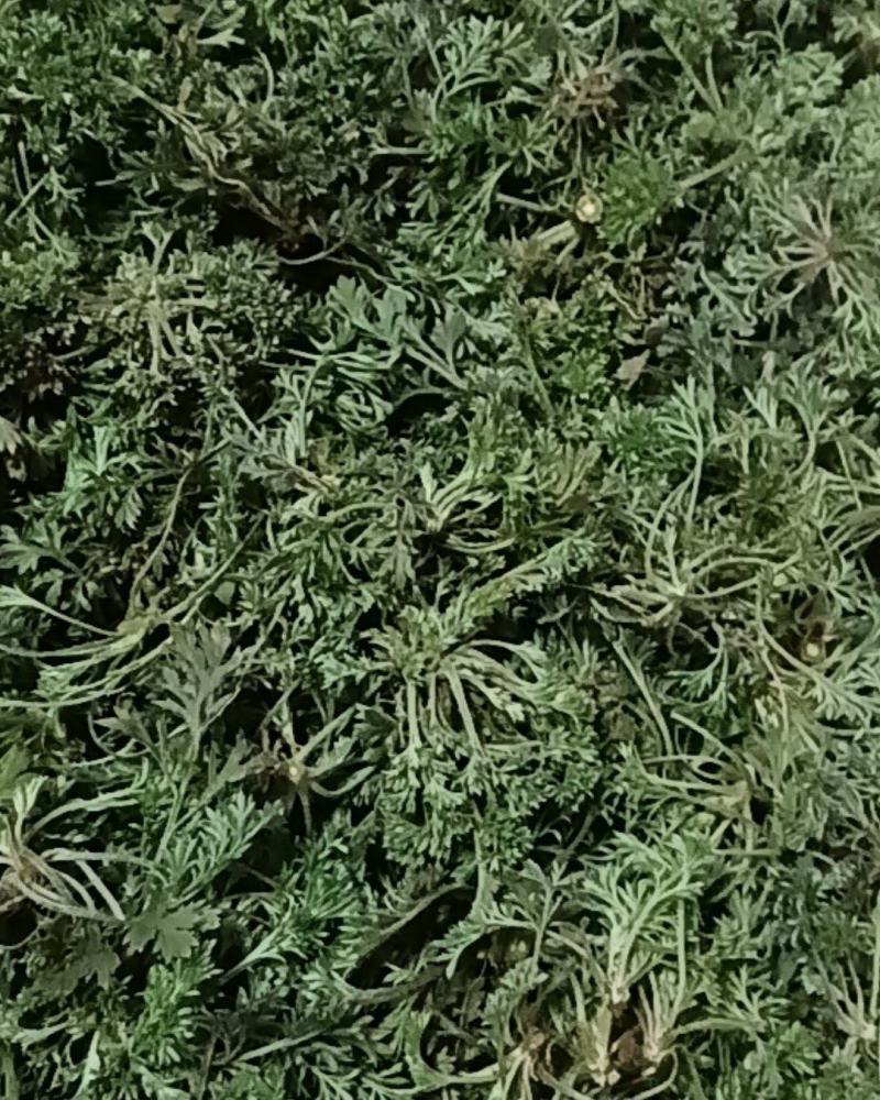 野生茵陈