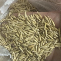 燕麦种子（贝勒2、牧乐思）