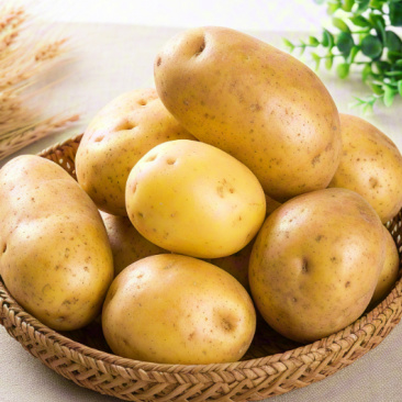 黄心土豆