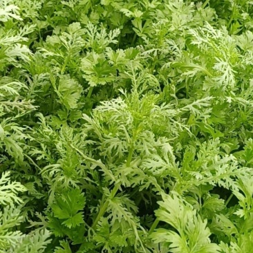 自家种的芹菜