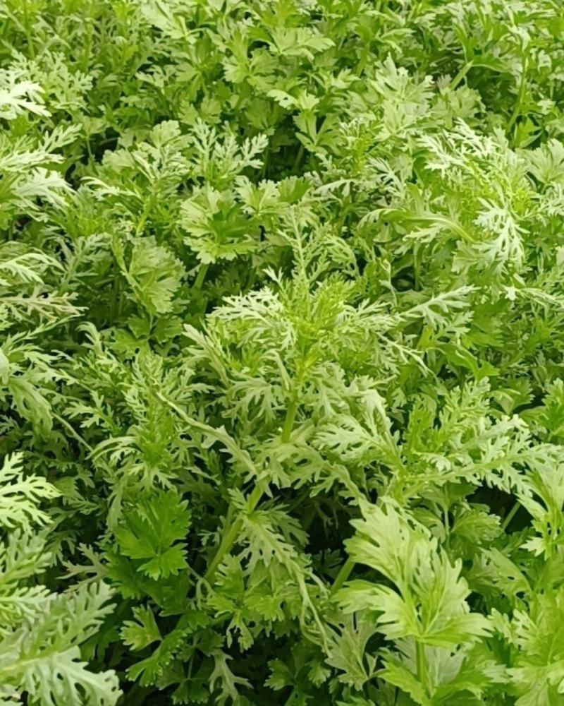 自家种的芹菜
