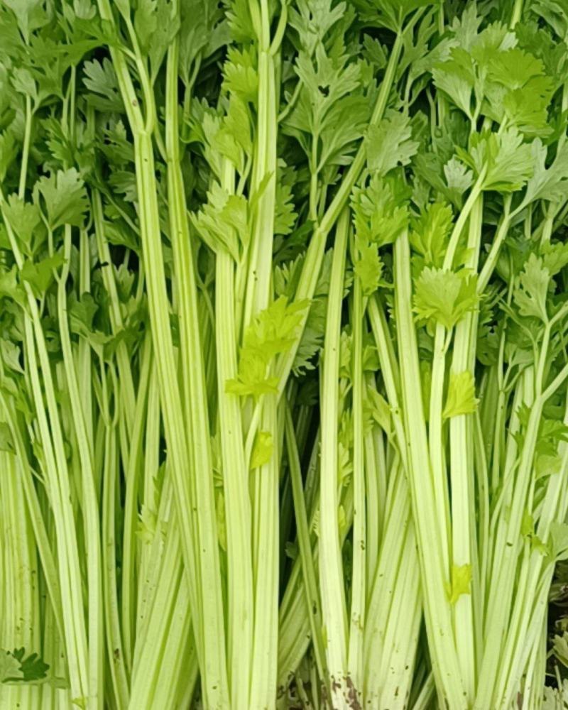 自家种的芹菜