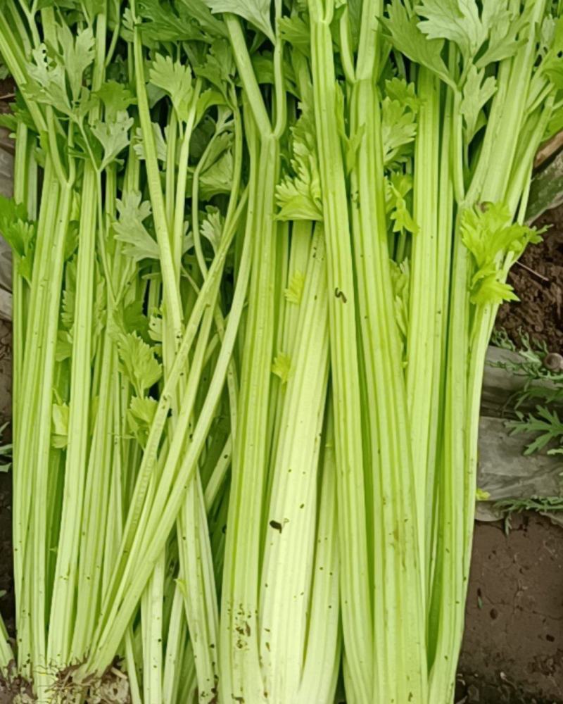 自家种的芹菜