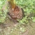 广西芋头